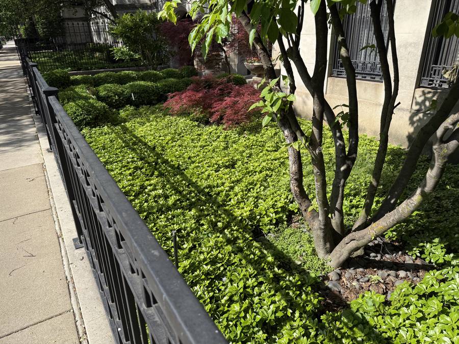 Lush urban garden with Japanese maple