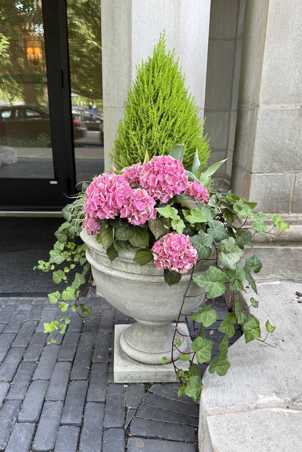 Urn planting with pink hydrangeas and ivy