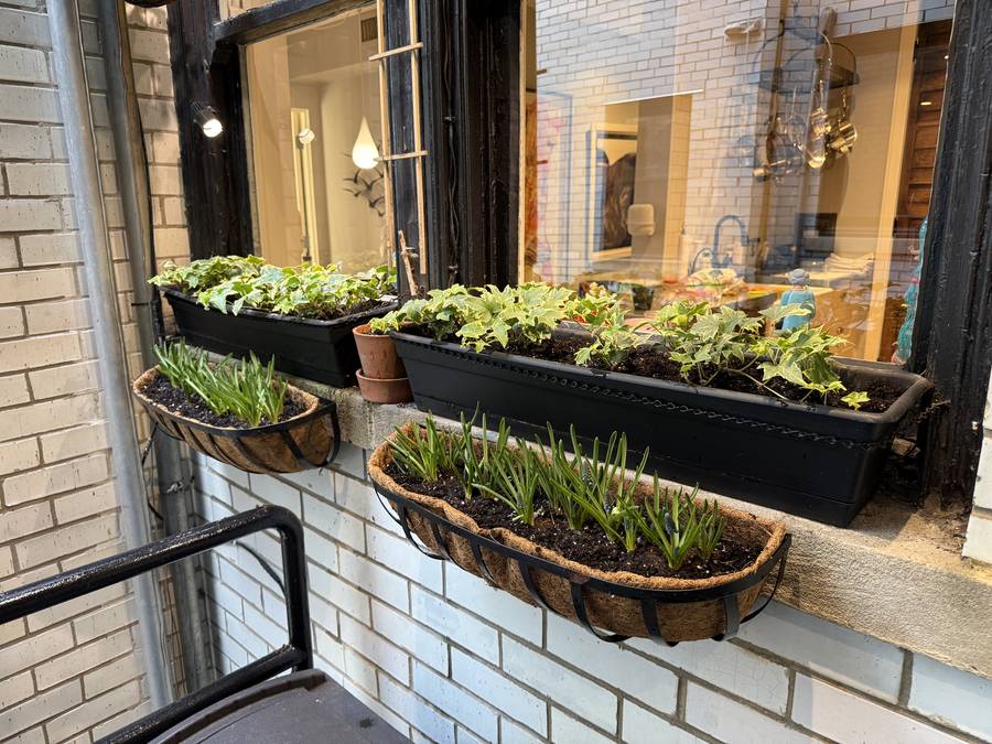 Window boxes on a storefront