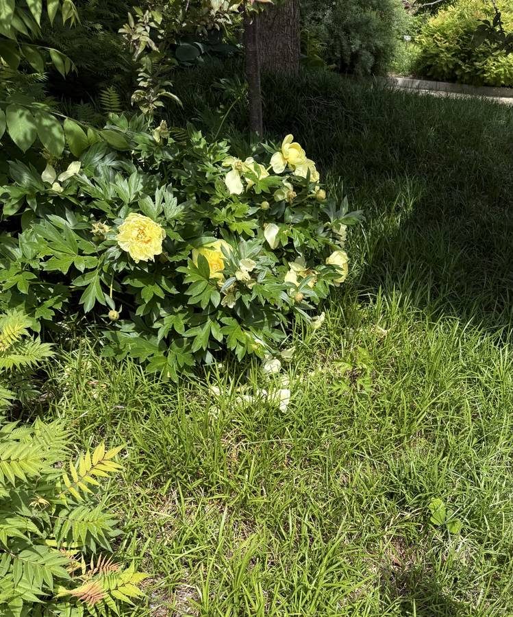 Yellow peonies in a park garden